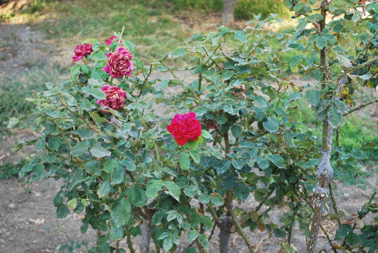 AstypálaiaAnixi公寓 外观 照片